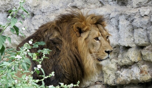 Foto: Asiatiskt lejon från Röda boken