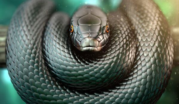Foto: Jedovatý černý had mamba