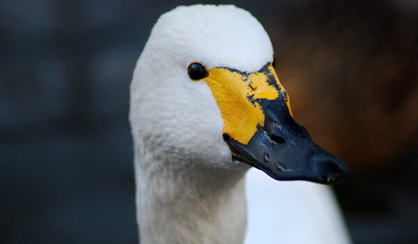 Photo: Whooper swan looks like