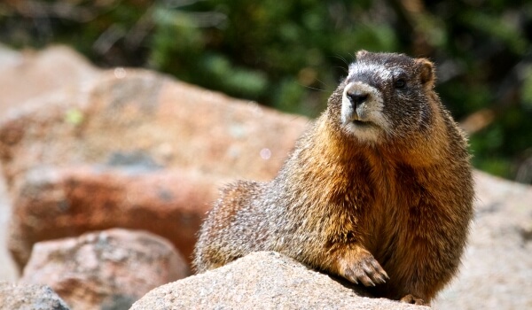 Descripción de la marmota