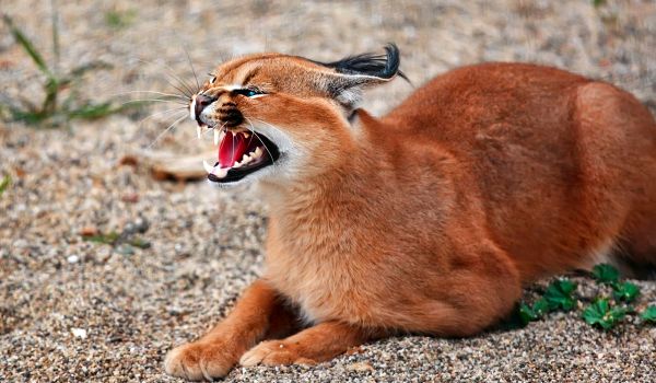 Photo: Caracal lynx
