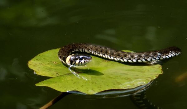 Photo: Water snake 