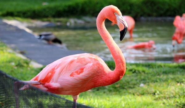 Foto: Flamingo Bird