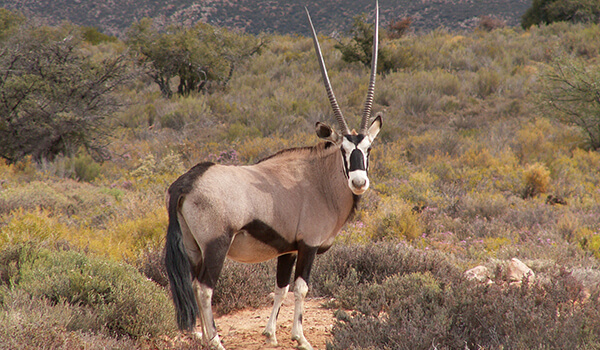Photo: What an Arabian oryx looks like 