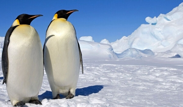 Foto: Pinguim Imperador do Livro Vermelho