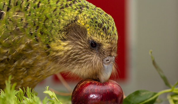 Photo: Kakapo from Krasnaya books