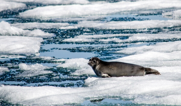 Foto: foca do Baikal no gelo