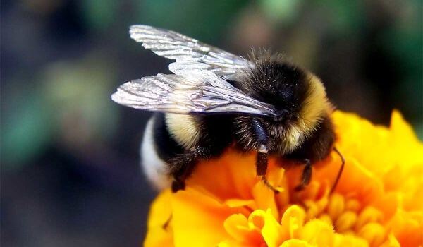 Photo: Bumblebee