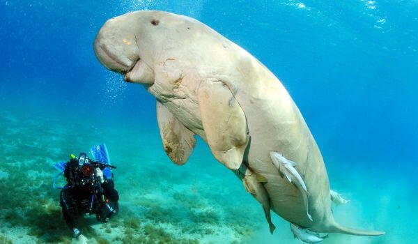 Foto: cómo se ve un dugongo