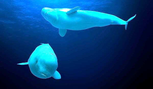 Photo: Beluga whales in the sea
