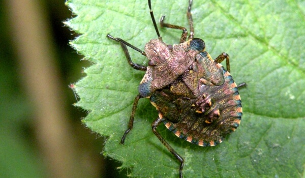Foto: Mármol insecto Georgia