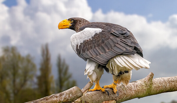 Foto: águila marina de Steller