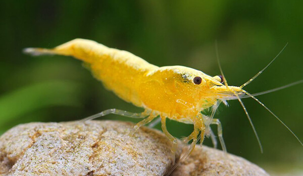 Photo: Yellow Shrimp