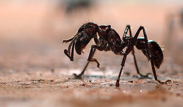 Foto: como é uma formiga-bala
