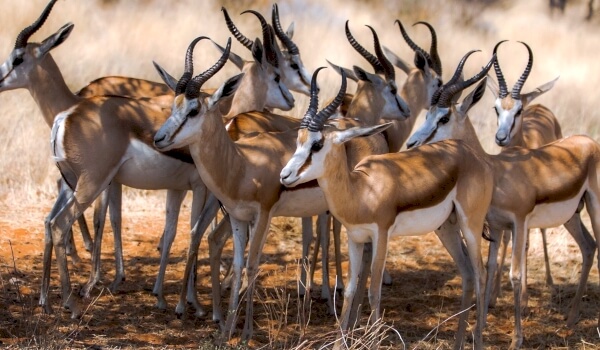 Foto: Mongolsk gazelle