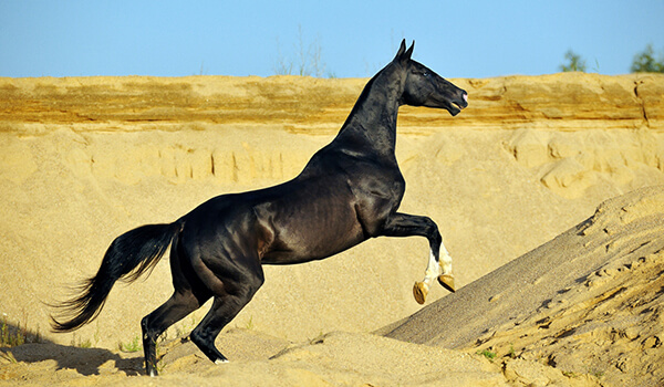 Photo: Black Akhal-Teke Horse