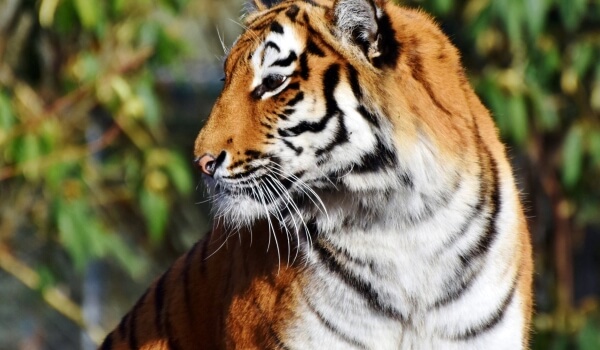 Foto: Tigre de Bengala do Livro Vermelho