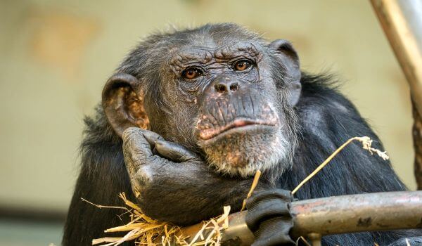 Foto: Chimpanzé