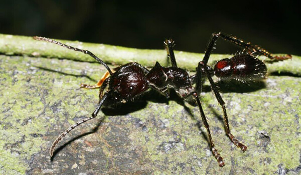 Foto: Formiga bala na natureza