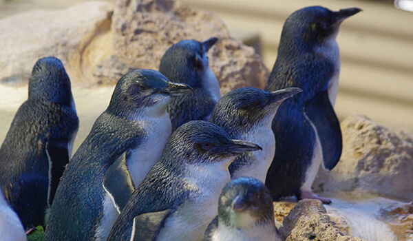 Photo: Little penguins in nature