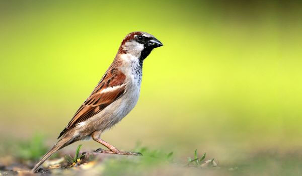 Photo: Sparrow