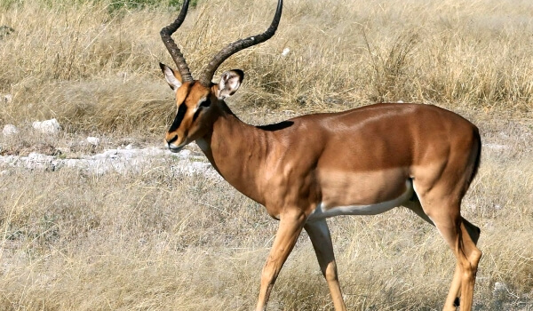 Foto: Zabaikalsky gazelle