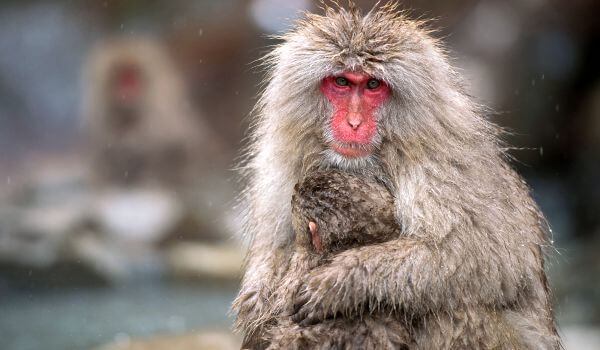 Photo: Japanese macaque Red Book