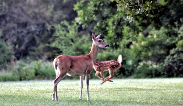 Photo: American Whitetail Deer