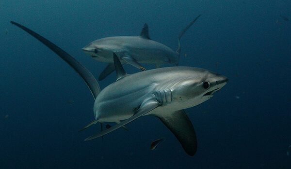 Photo: Bigeye fox sharks