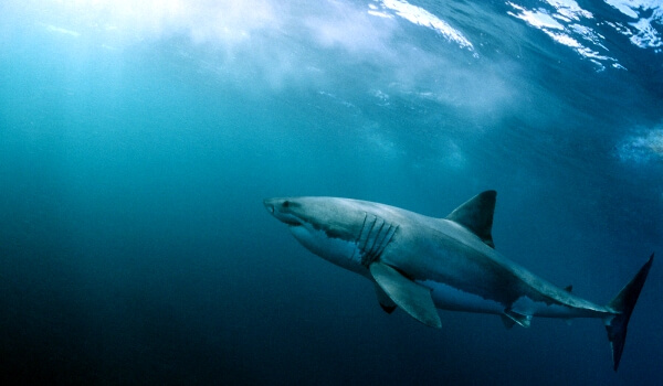 Foto: De grootste witte haai