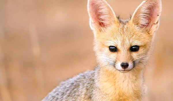 Photo: Big-eared fox