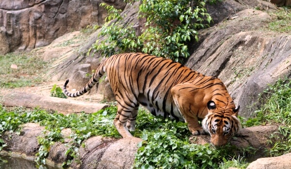 Photo: Red Book Malayan Tiger