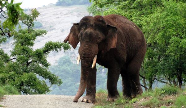 Photo: Indian Elephant