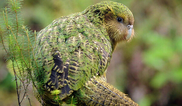 Photo: Kakapo