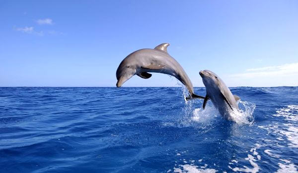Foto: golfinhos-nariz-de-garrafa