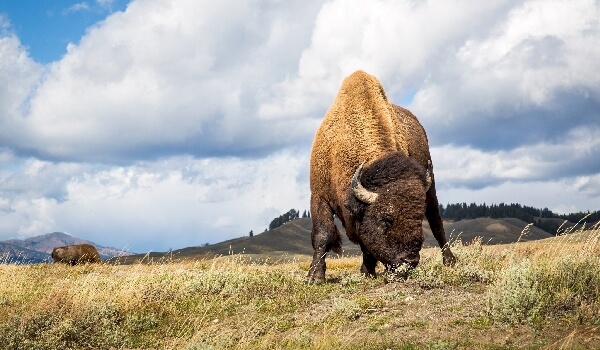 Photo: Bison in Russia