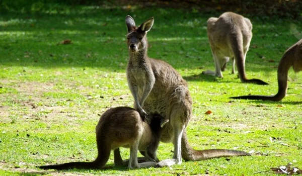 Photo: Eastern Gray Kangaroo