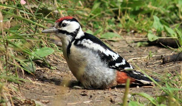 Photo: Spotted Woodpecker