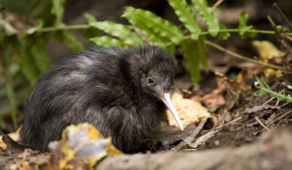 Photo: Kiwi bird