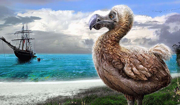 Foto: Dodo pássaro ou dodo
