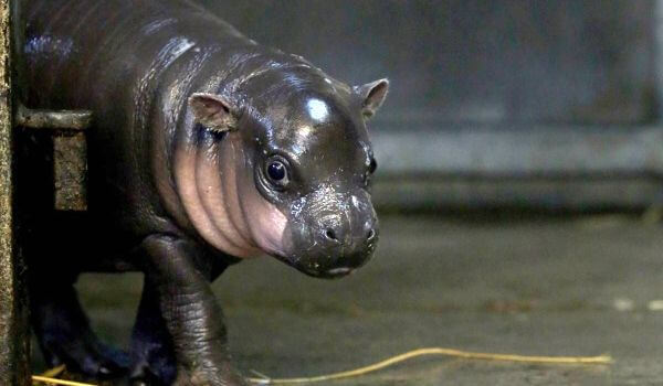 Foto: Pygmy Hippo