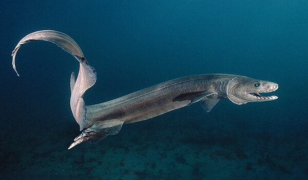 Photo: Frilled Shark in the Water