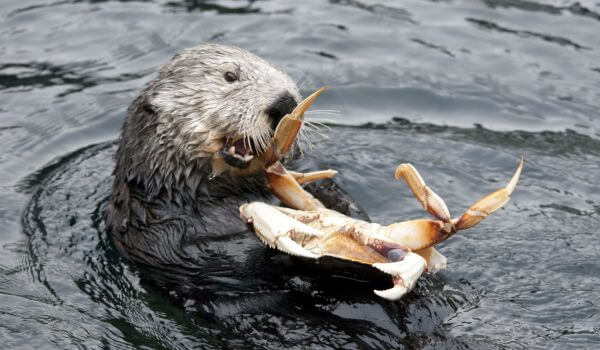 Photo: Sea Otter