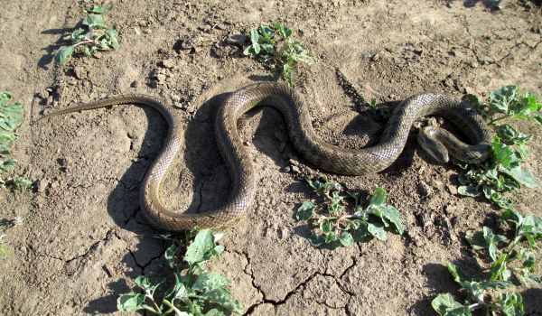 Photo: Patterned snake snake