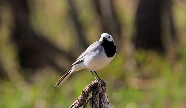 Photo: Wagtail from the Red Book