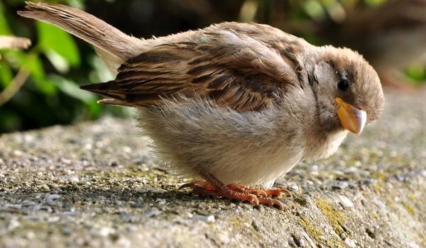 Photo: Sparrow in nature