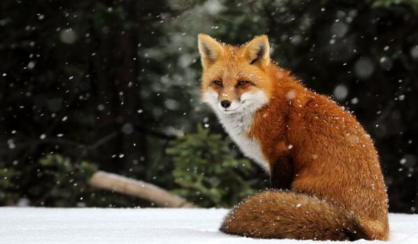 Photo: Animal Common Fox