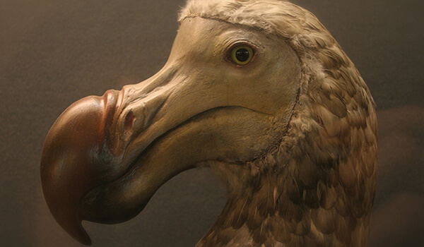 Foto: Pássaro dodô extinto