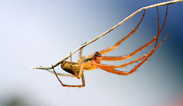 Photo: Spider centipede