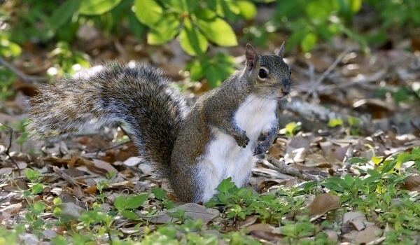 Photo: Gray squirrel rodent